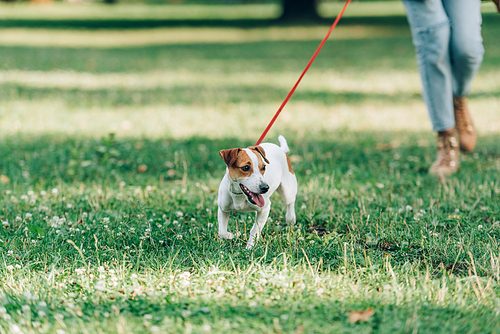 Selective focus of jack russell terrier walking on leash near woman in park
