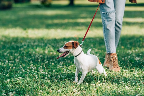 Selective focus of jack russell terrier walking on leash near woman on meadow with flowers in park