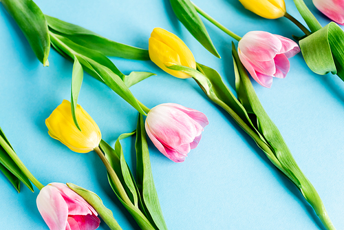 blooming yellow and pink tulips on blue, mothers day concept