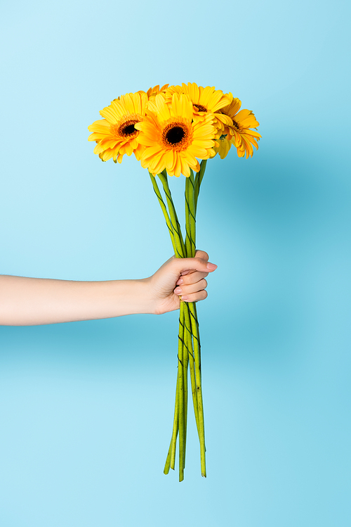 cropped view of woman holding yellow flowers on blue