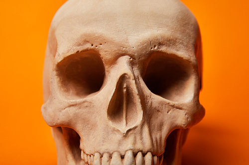human skull on orange background, Halloween decoration
