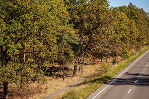 scenic autumnal forest with golden foliage and road in sunlight