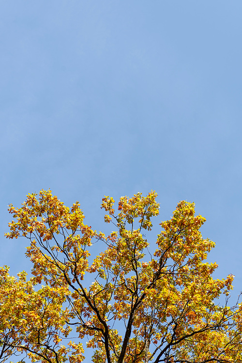 autumnal tree with golden foliage on blue sky background in sunlight