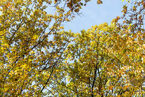 autumnal tree with golden foliage on blue sky background in sunlight