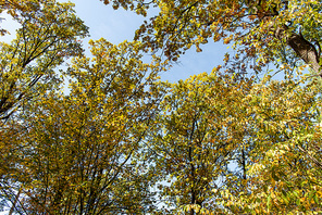 autumnal tree with golden foliage on blue sky background in sunlight