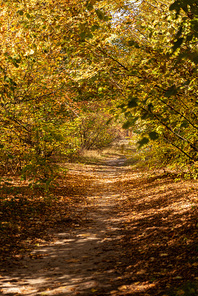 scenic autumnal forest with golden foliage and pathway in sunlight