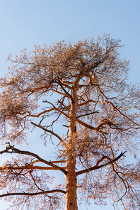 low angle view of autumnal tree trunk on blue sky background