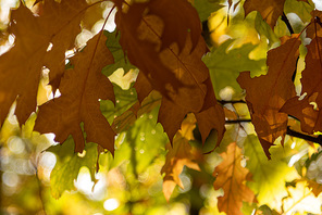 close up view of maple leaves in autumnal forest in sunlight