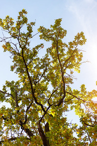 low angle view of autumnal tree on blue sky background with sun