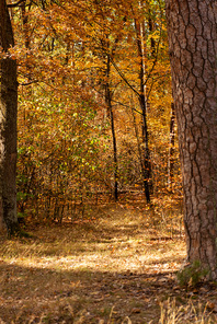 beautiful autumnal forest with golden foliage and path in sunlight