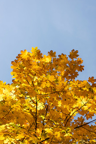 close up view of autumnal tree with golden foliage on blue sky background