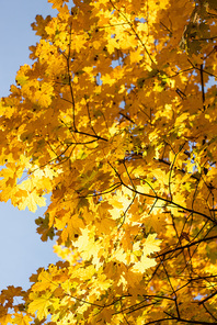 close up view of autumnal tree with golden foliage on blue sky background