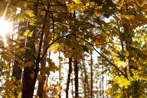 low angle view of picturesque autumnal forest with golden foliage and tree branches in sunlight