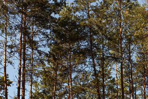 picturesque forest with green tall pines in sunlight