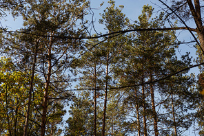 low angle view of picturesque forest with green tall pines in sunlight