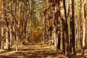 scenic autumnal forest with tree trunks and path in sunlight