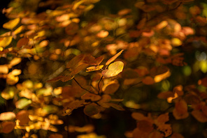 close up view of autumnal golden foliage