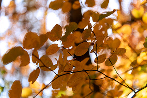 close up view of autumnal golden foliage