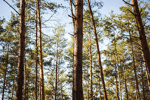 scenic autumnal forest with wooden tree trunks in sunlight