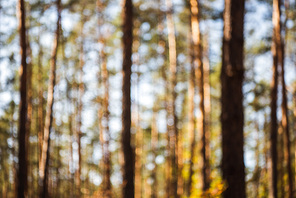 defocused image of scenic autumnal forest with wooden tree trunks in sunlight