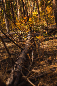 fallen tree trunk on ground in autumnal forest