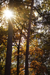 scenic autumnal forest with trees in sunlight