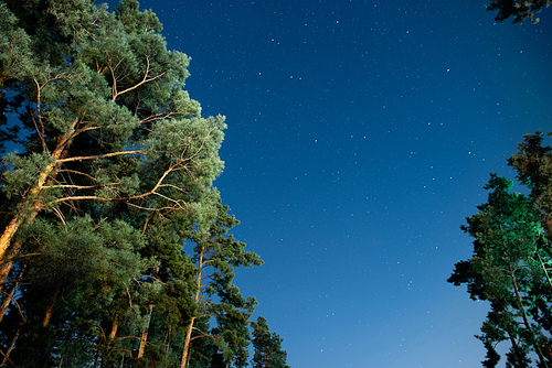 Low angle view of trees and stars in sky at night