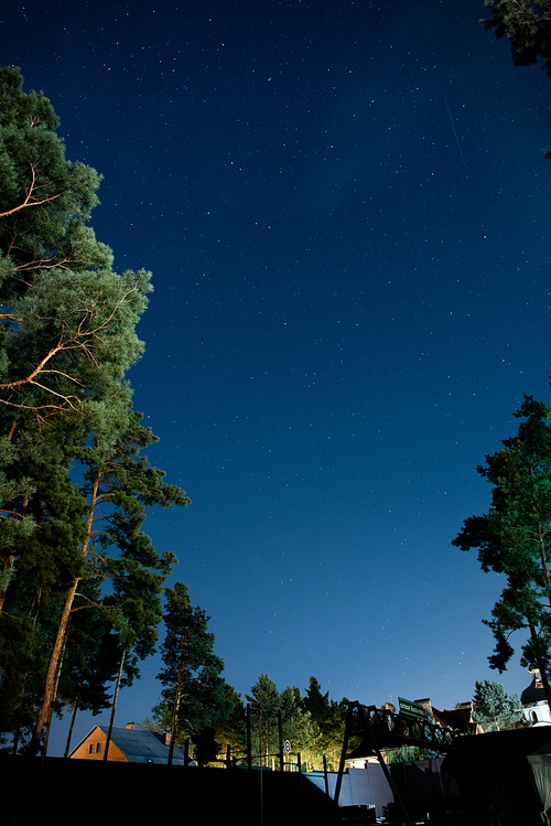 Low angle view of starry night sky and trees outdoors