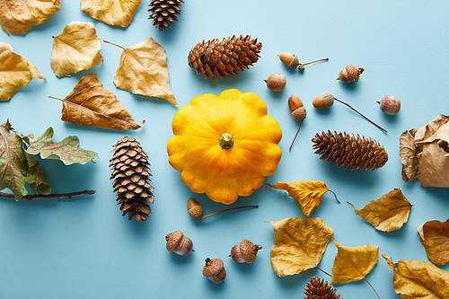 ripe whole colorful Pattypan squash and autumnal decor on blue background