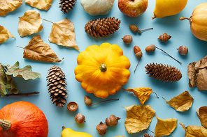 ripe whole colorful pumpkins and autumnal decor on blue background