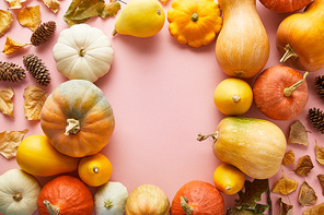 ripe whole colorful pumpkins and autumnal decor on pink background with copy space