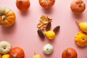 ripe whole colorful pumpkins and autumnal decor on pink background
