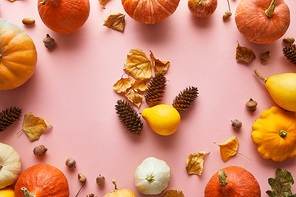 ripe whole colorful pumpkins and autumnal decor on pink background