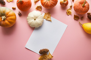 ripe whole colorful pumpkins with autumnal decor and white blank paper on pink background