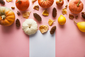 ripe whole colorful pumpkins and autumnal decor on pink background with white blank paper