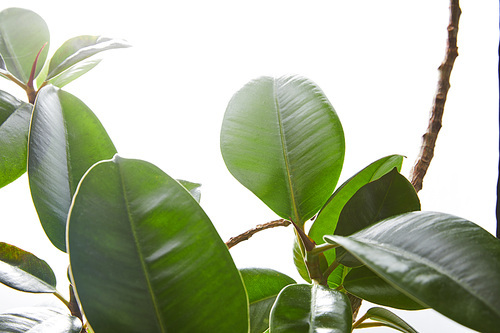 Selective focus of ficus green leaves on white