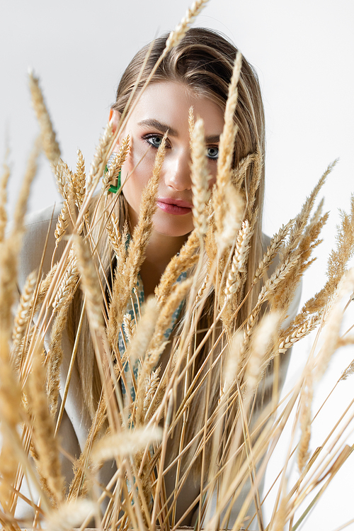 young woman  through spikelets of wheat on blurred foreground