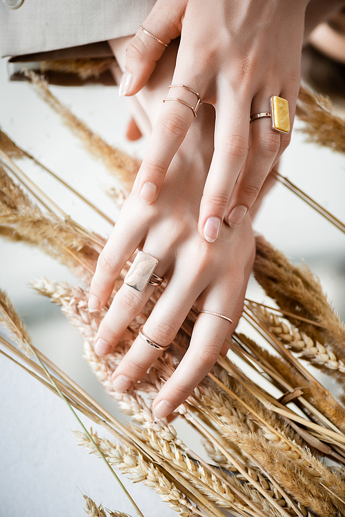 cropped view of female hands with golden rings on fingers near wheat