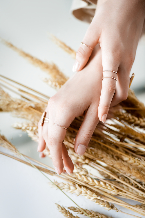 cropped view of female hands with golden rings on fingers on blurred background with wheat