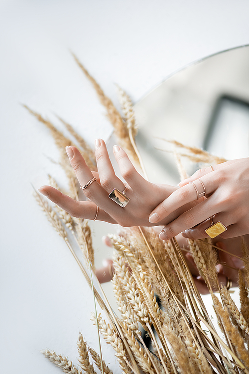 cropped view of female hands with golden rings on fingers near wheat on white