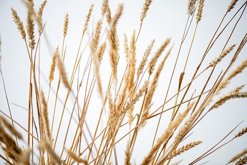 bunch of golden barley on white background