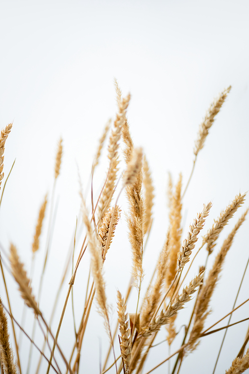 bunch of golden wheat on white background