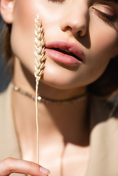 cropped view of young woman holding wheat spikelet near face