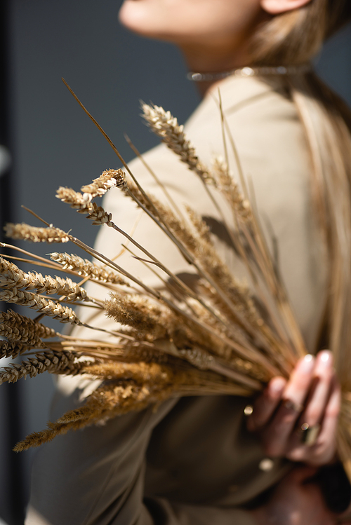ripe wheat spikelets with woman on blurred and dark grey background