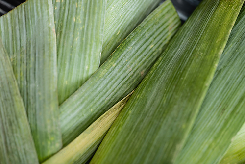 close up view of fresh green leek