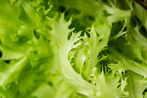 close up view of fresh green salad leaves