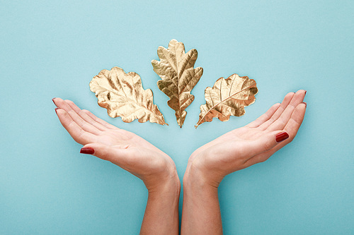 top view of female hands near autumnal golden foliage on blue background