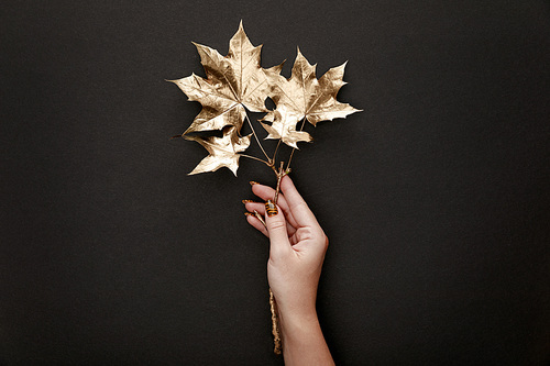 cropped view of woman holding golden maple leaves on black background