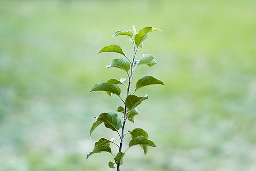 young plant with green leaves growing on blurred background, ecology concept