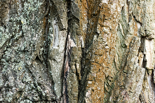 close up view of rough tree bark, ecology concept